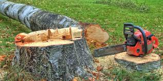 Best Arborist Consultation Services  in Pottsville, PA