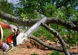 Pottsville, PA Tree Care Company