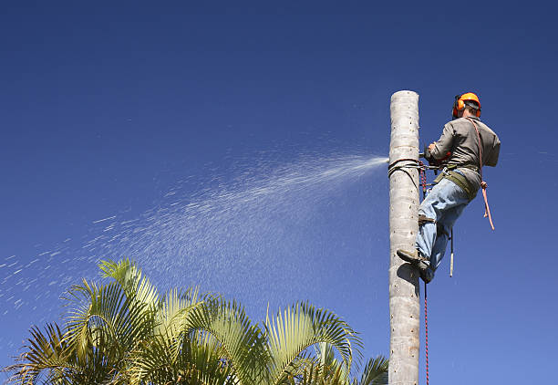 Best Tree Mulching  in Pottsville, PA