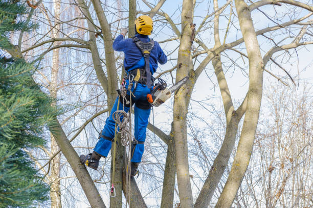 Best Seasonal Cleanup (Spring/Fall)  in Pottsville, PA