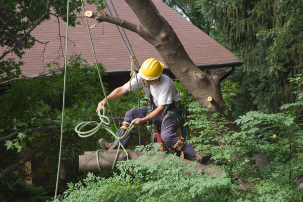 Best Lawn Disease Treatment  in Pottsville, PA
