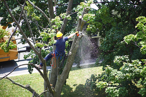Best Tree Maintenance Programs  in Pottsville, PA