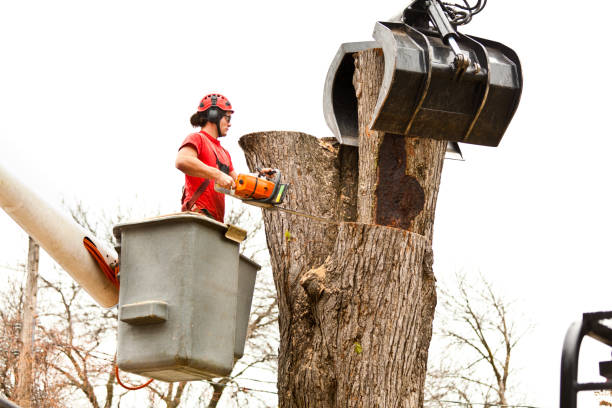 Best Tree Preservation Services  in Pottsville, PA